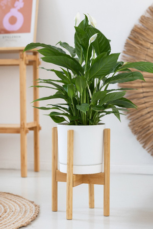 Kwietnik stojący REGULOWANY 25-36 drewniany stojak na kwiaty rośliny NEST