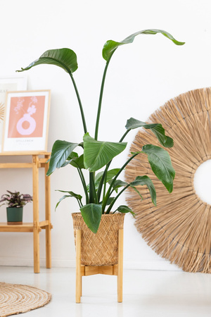 Kwietnik stojący REGULOWANY 25-36 drewniany stojak na kwiaty rośliny NEST