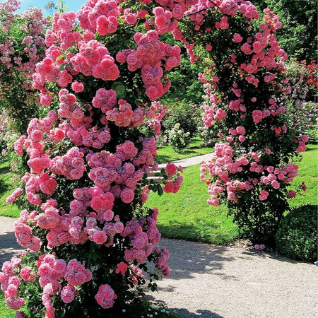 Garden Arch Metal 145x235 cm