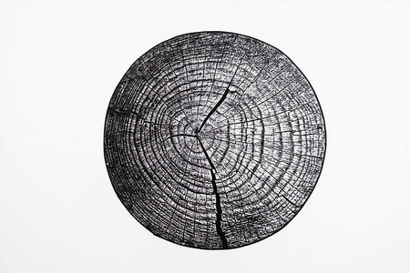 NOVO Strado modern tree trunk carpet for living room grey pattern Grey Trunk 100x100 cm