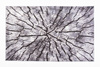 NOVO Strado modern tree trunk carpet for living room delicate grey velvet pattern Grey Trunk 140x200 cm